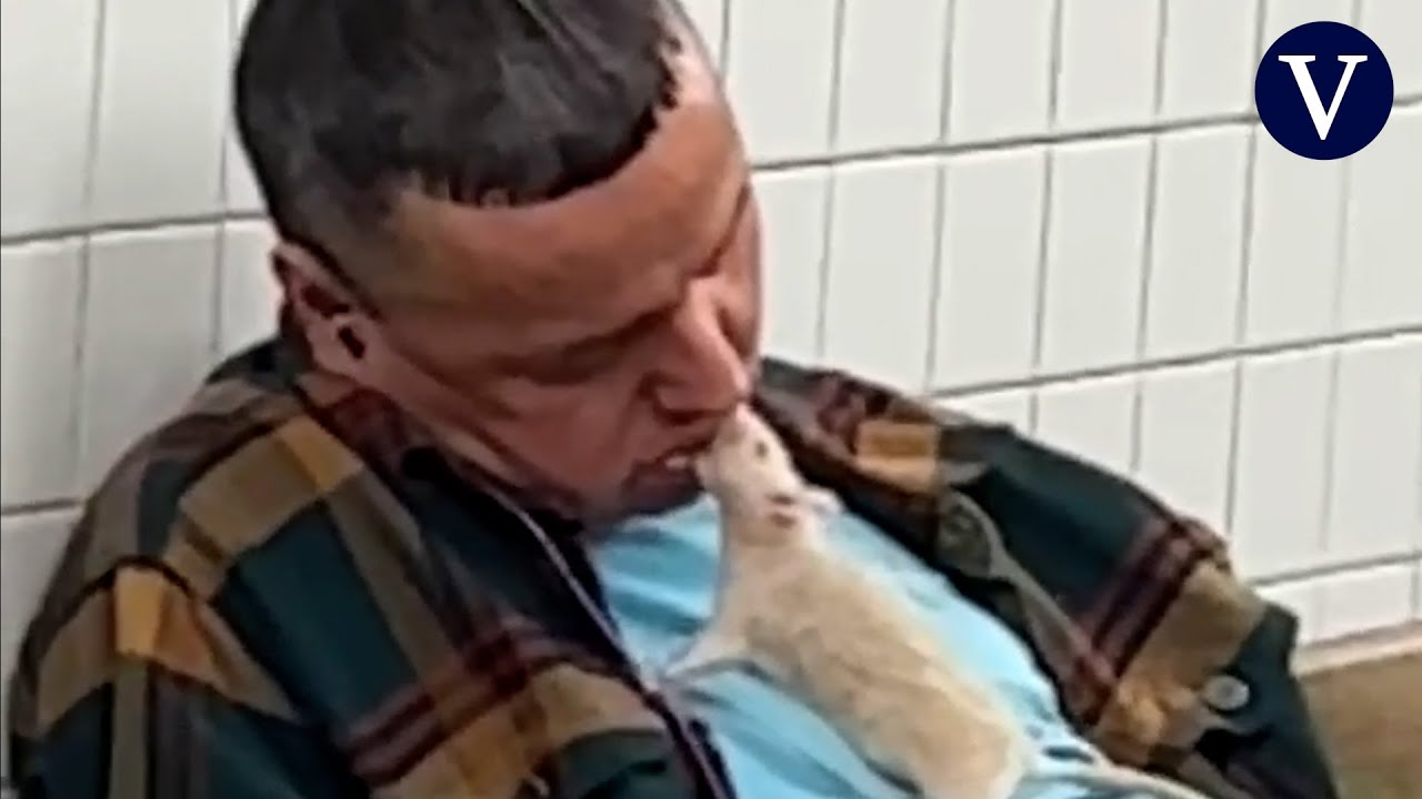 Guerra contra las ratas en Nueva York: 