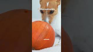 Can dogs eat pumpkins? | Homemade snacks for dogs | Petmade Can dogs eat pumpkins? | Homemade snacks for dogs | Petmade