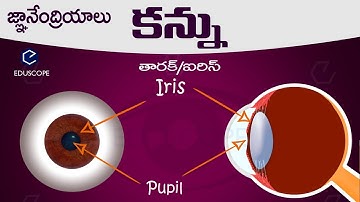 #మానవుని కన్ను: human eye in telugu : general science biology in telugu RRB,PC,SI  competitive exams