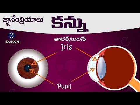 #మానవుని కన్ను: human eye in telugu : general science biology in telugu RRB,PC,SI  competitive exams