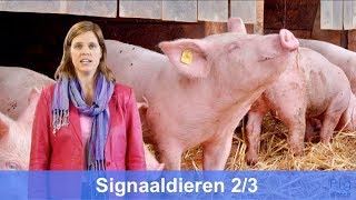 Signaaldieren Pigwatch Tutorial Met Marrit Van Engen 23