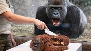 Dog and Cat Reactions to Cutting Cake 😱 Funny Dog and Cat Reactions 2026 🤣