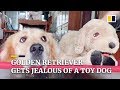 Golden retriever gets jealous of his master petting a toy dog in China