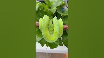Beautiful designer green tree python by The Trap Exotics on MorphMarket.
