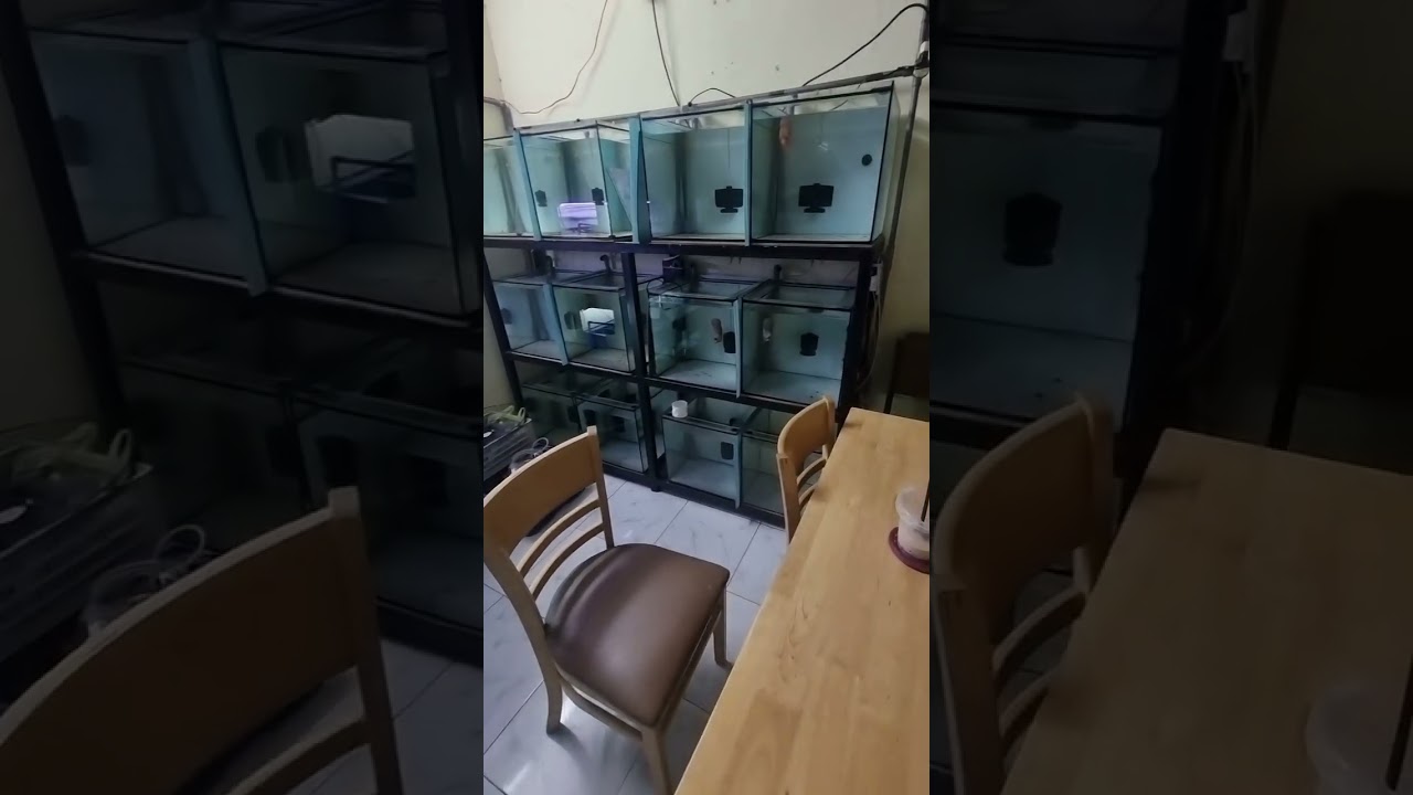 chia sẽ kinh nghiệm nuôi cá La Hán cho anh em mới