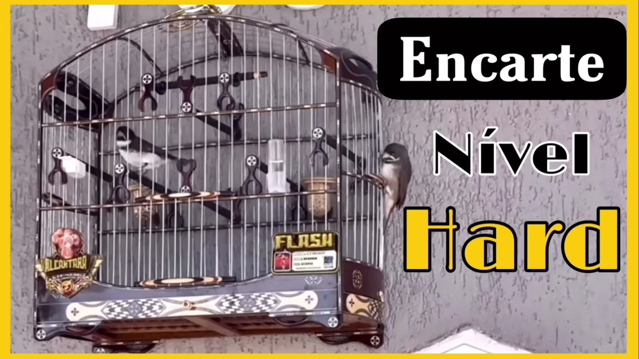 ENCARTE TUÍ-TUÍ COLEIRO FLASH NÍVEL HARD COM INTERVALO