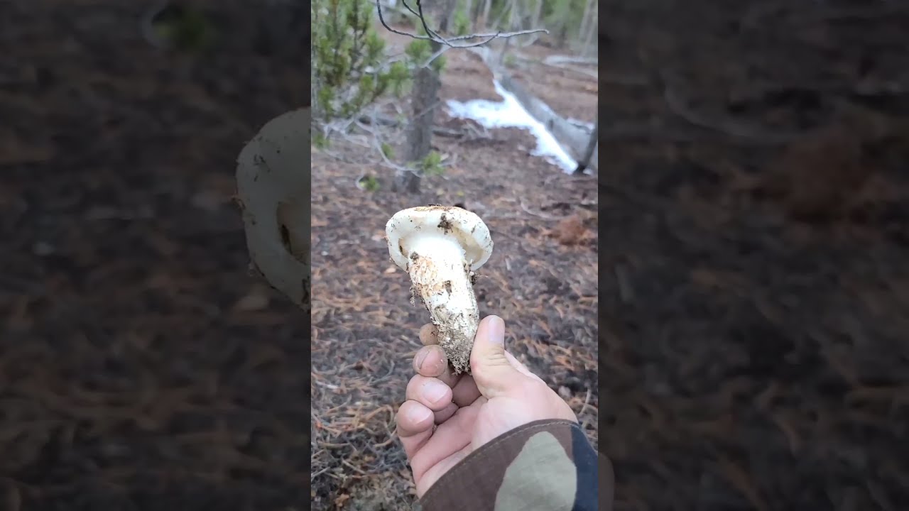 Matsutake Mushrooms Hunting in USA วิธีหาเงิน ในอเมริกา (เก็บเห็ด มัตสึทาเกะ) EP.35 YouTube