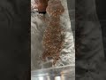 【オニタマオヤモリ】　Central rough knob-tailed gecko / Nephrurus amyae 　#shorts