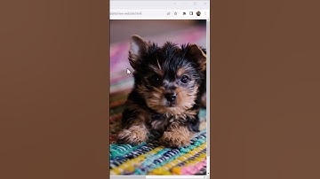 Adding images in HTML😎 | Web development #programming #webdevelopment #html