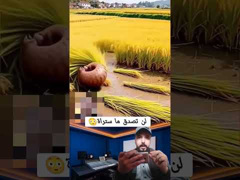 لن تصدق ما ستراه معلومات معجزات اكسبلور رمله دويتو القرميد Animals الورقات 