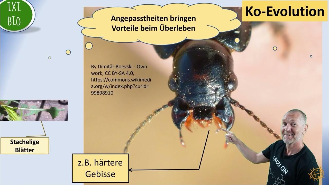 Koevolution YouTube