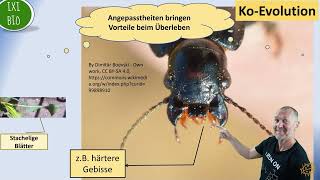 Koevolution