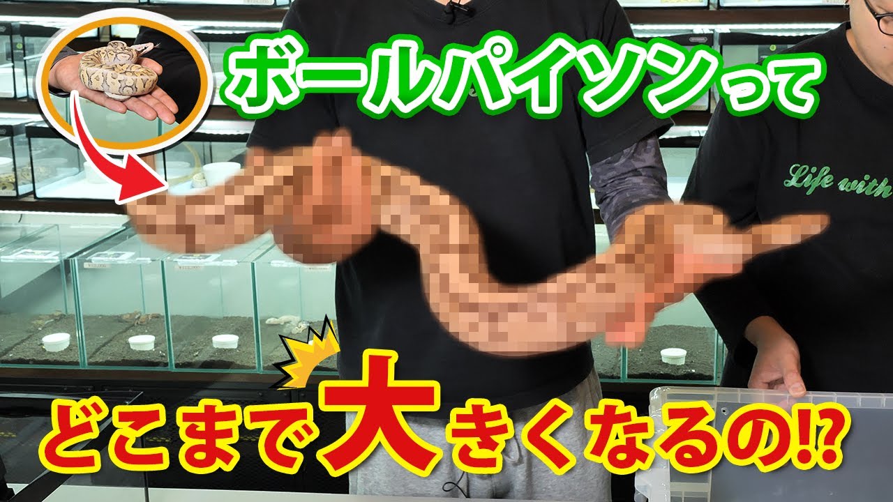 #8 【初心者必見】ボールパイソンのアダルトサイズについて解説！