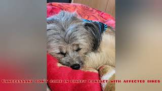 Is Bird-flu dangerous for pets?@greengazette2024