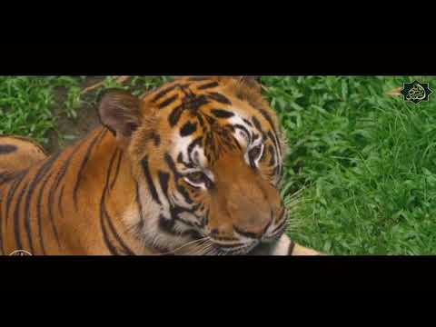 مقطع رائع للشيخ سعيد الكملي عن عظمة خلق الله انظر لتلك الشجرة ذات الغصن النضرة