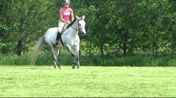 Valley View Ranch - Ms Frosty Principle - jumping