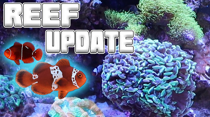 8 month Reef Tank Update and New AI Prime 16HD Setup | Tyler Nolan