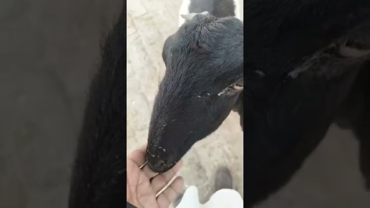 Real Thar Animal Life is live