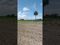 #plot for sale @ Thiruninravur pakkam Village 850 per sqft contact 8148897656