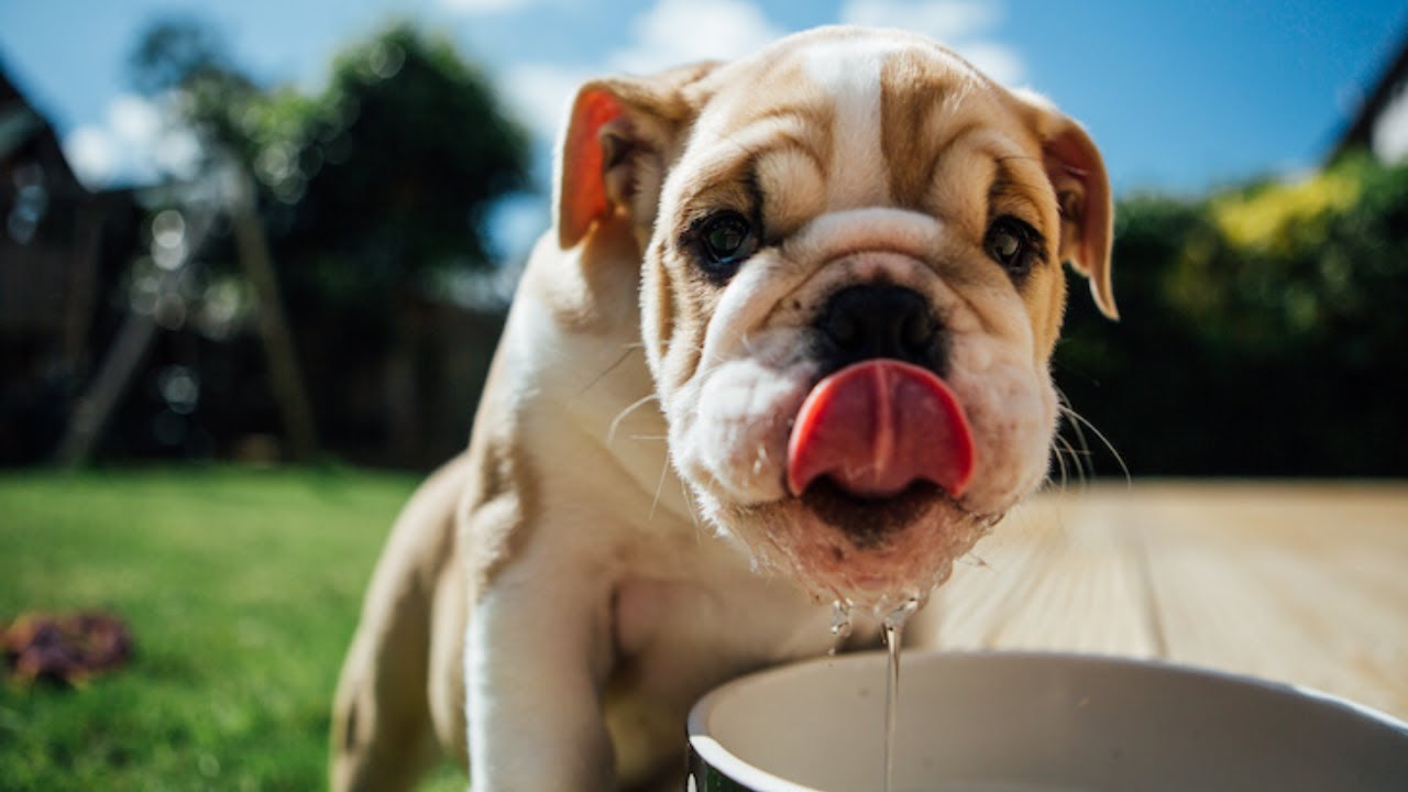 Can A Dog Drink Itself To Death?