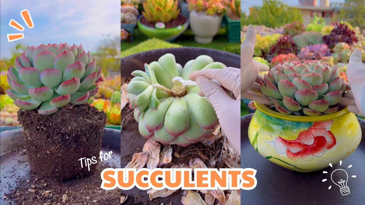 Easy Succulent Care for Beginners STARTING FROM Scratch! | 다육이 | 多肉植物 ...