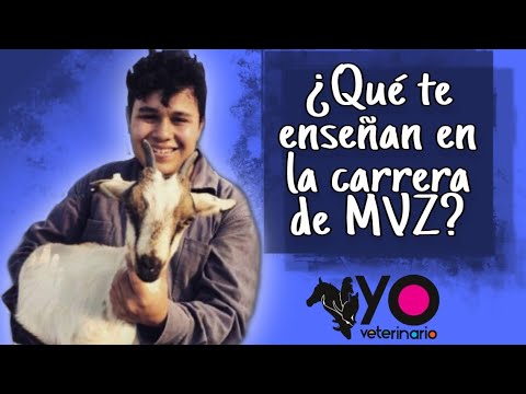 ¿En Qué Campo De La Carrera Es Un Veterinario?