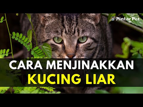 Video: Langkah Pengawalan Penduduk Baru Dapat Menjimatkan Sehingga 14,000 Kucing Liar Di NJ