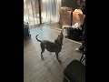 Layla (IN FOSTER) video