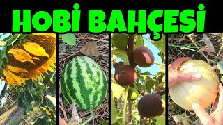 Bahçemde Bugün Neler Yetişmiş Hobi Bahçesi Çe Çesi