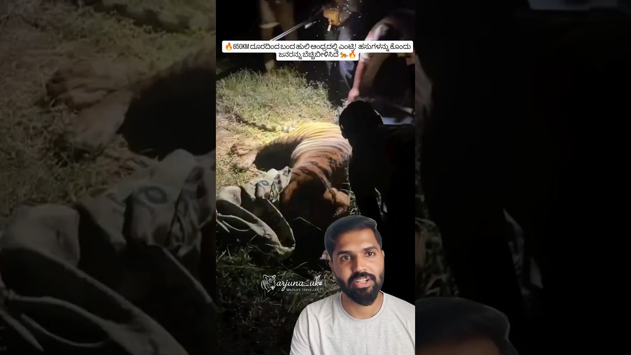 Kurmapuram Tiger Capture 🐅 | Ramachandrapuram Andhra Tiger Found in House Forest Operation 