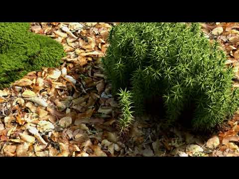 Video: Skillnaden Mellan Liverworts Och Mossor