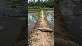 #FishLeapingOverTheDragonGate #LotusPondFishAndShrimp #fishing #fish #fyp
