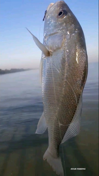 lucu !!! mancing ikan bikin ngakak #shorts #trendingshorts ##status #lucu #viral