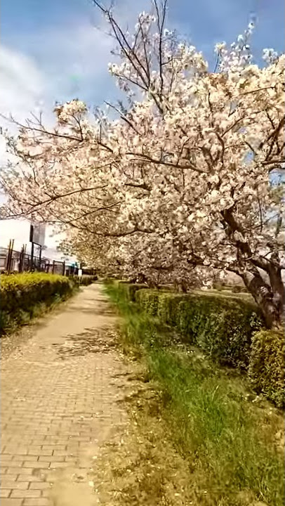 Bunga sakura di musim semi jepang