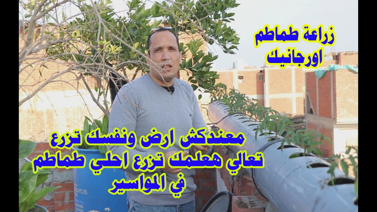 تعلم زراعة الطماطم في المواسير فوق الاسطح او البلكونة زراعة اورجانيك هتاكل اكل نظيف