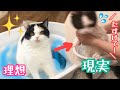 【猫お風呂】初めてのペット用バスタブで猫をお風呂に入れたら、、大変な事に！