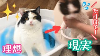 【猫お風呂】初めてのペット用バスタブで猫をお風呂に入れたら、、大変な事に！