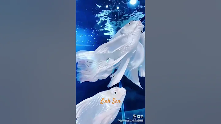 Cá chép sư tử tuyệt đẹp