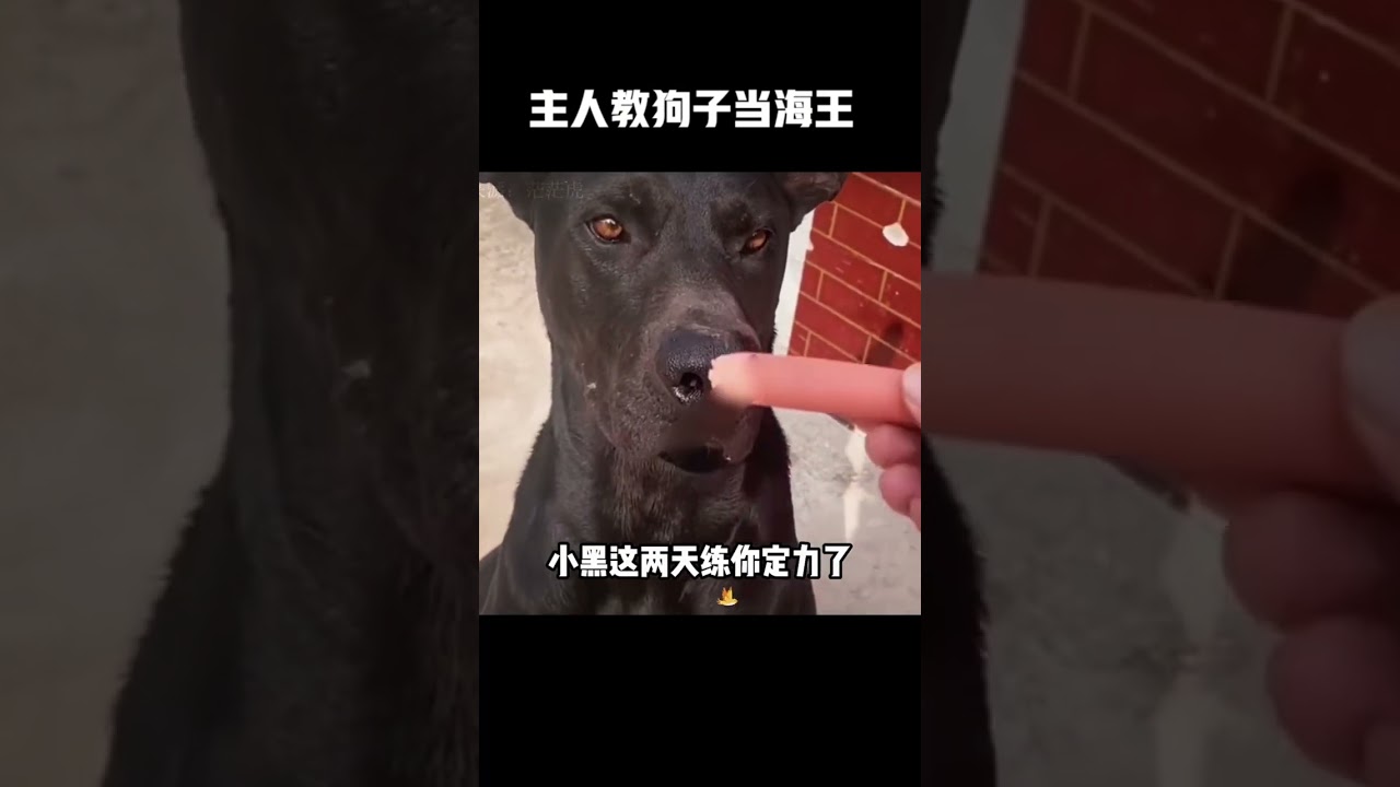 盘点主人教狗子当海王，一个敢教一个敢学 #搞笑 #每日一笑 #狗子