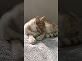 My kitty is trying to sleep #kitten #cute #animals