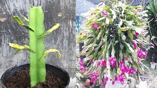 Ghép cây hoa tiểu quỳnh để có một chậu hoa đẹp  | Grafting trees to have a beautiful flower pot