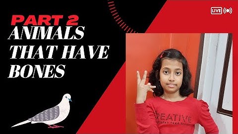 Animals that have Bones ( Part II) // Science Tutorial by a Child //@kritanzworld