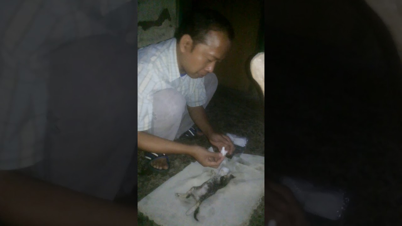 15 Cara Mengobati Kucing Flu Yang Ampuh Dan Efektif