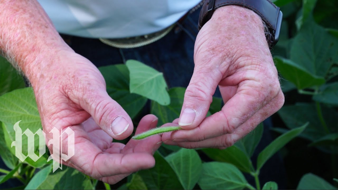 Trump's trade war threatens soybean profits - and a prime Senate race