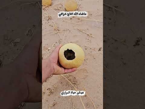 شجرة حنظل كما لم تشاهدها من قبل         