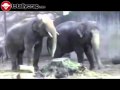 Elephant has trouble with his cumshot