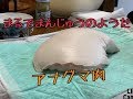 アナグマ解体（後編）内蔵出しから実食まで