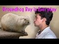 How to Get Rid of Groundhog