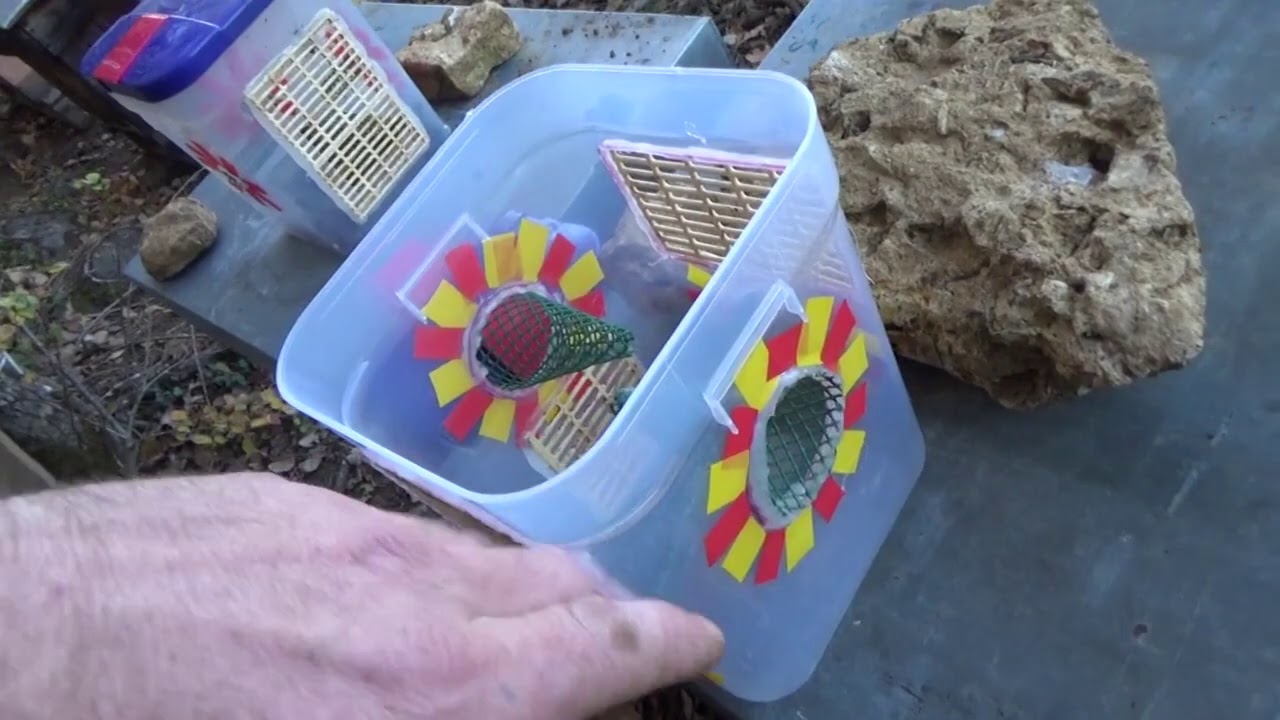 Frelon asiatique - Piège à bec, piège 