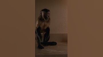 THE evil monkey lost #shorts   #in #inthemiddle #funny